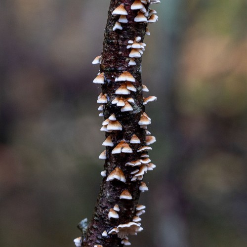 Plicaturopsis crispa
