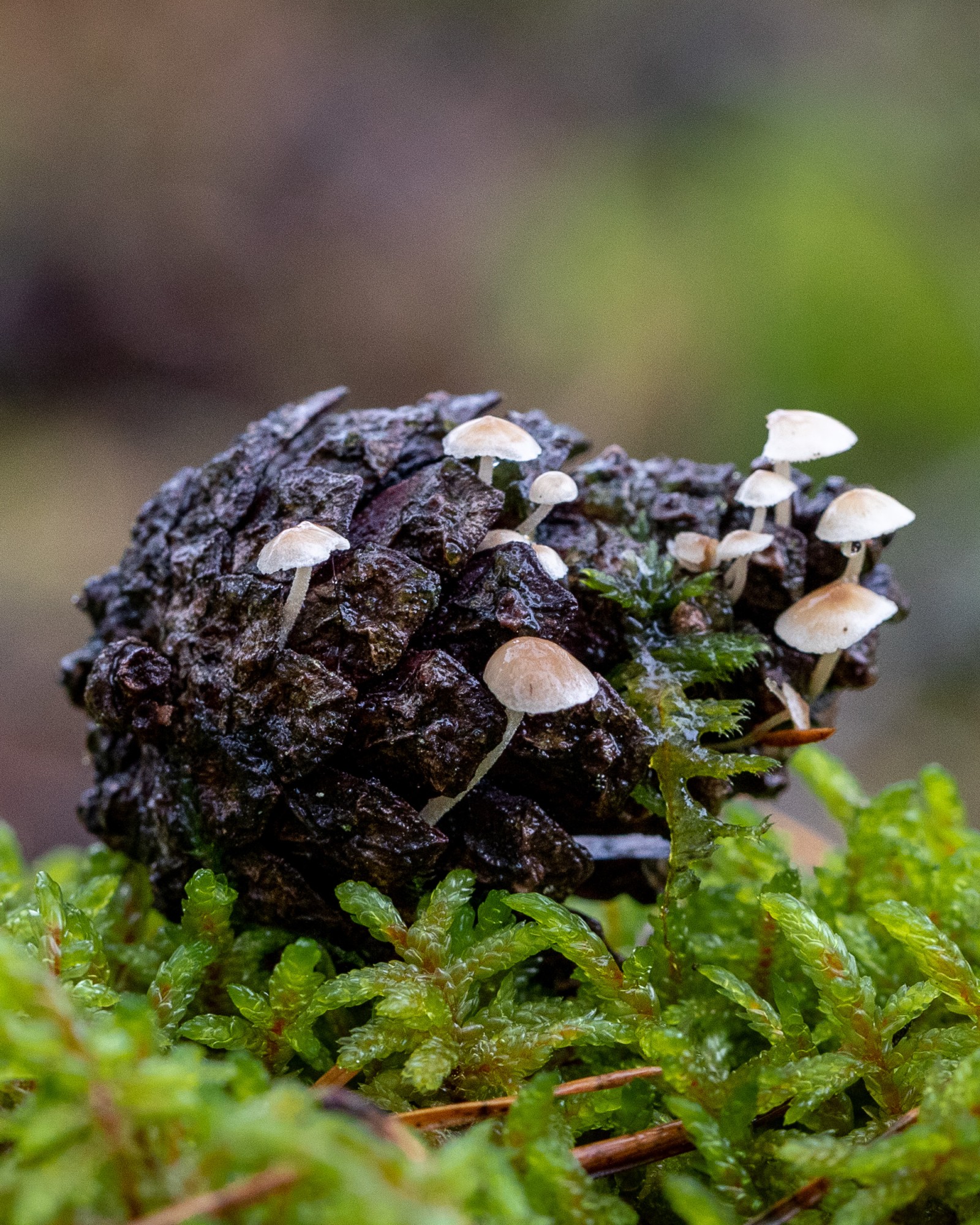 Baeospora myosura