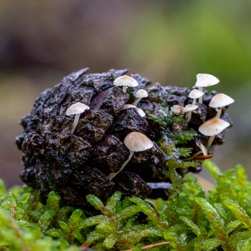 Baeospora myosura