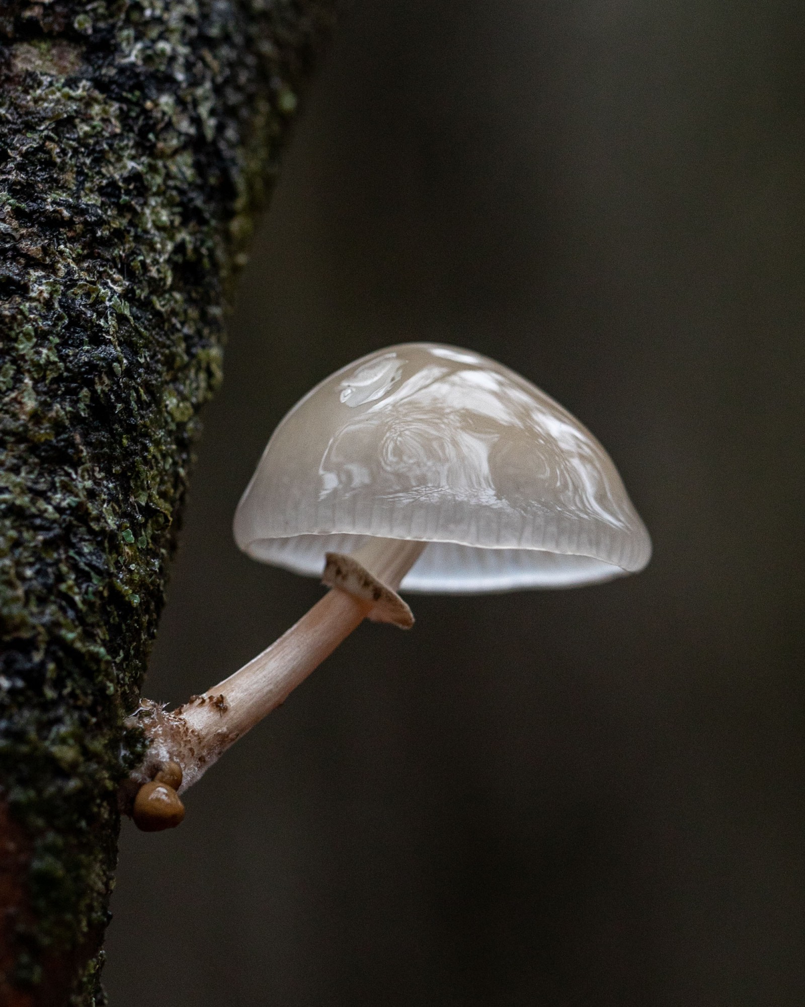Mucidula mucida