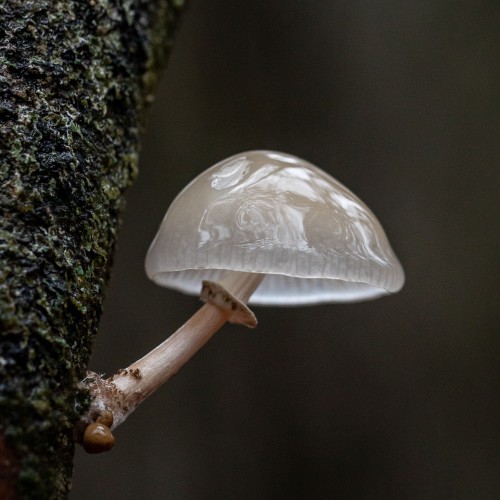 Mucidula mucida