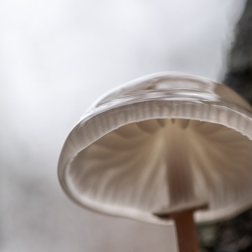 Mucidula mucida