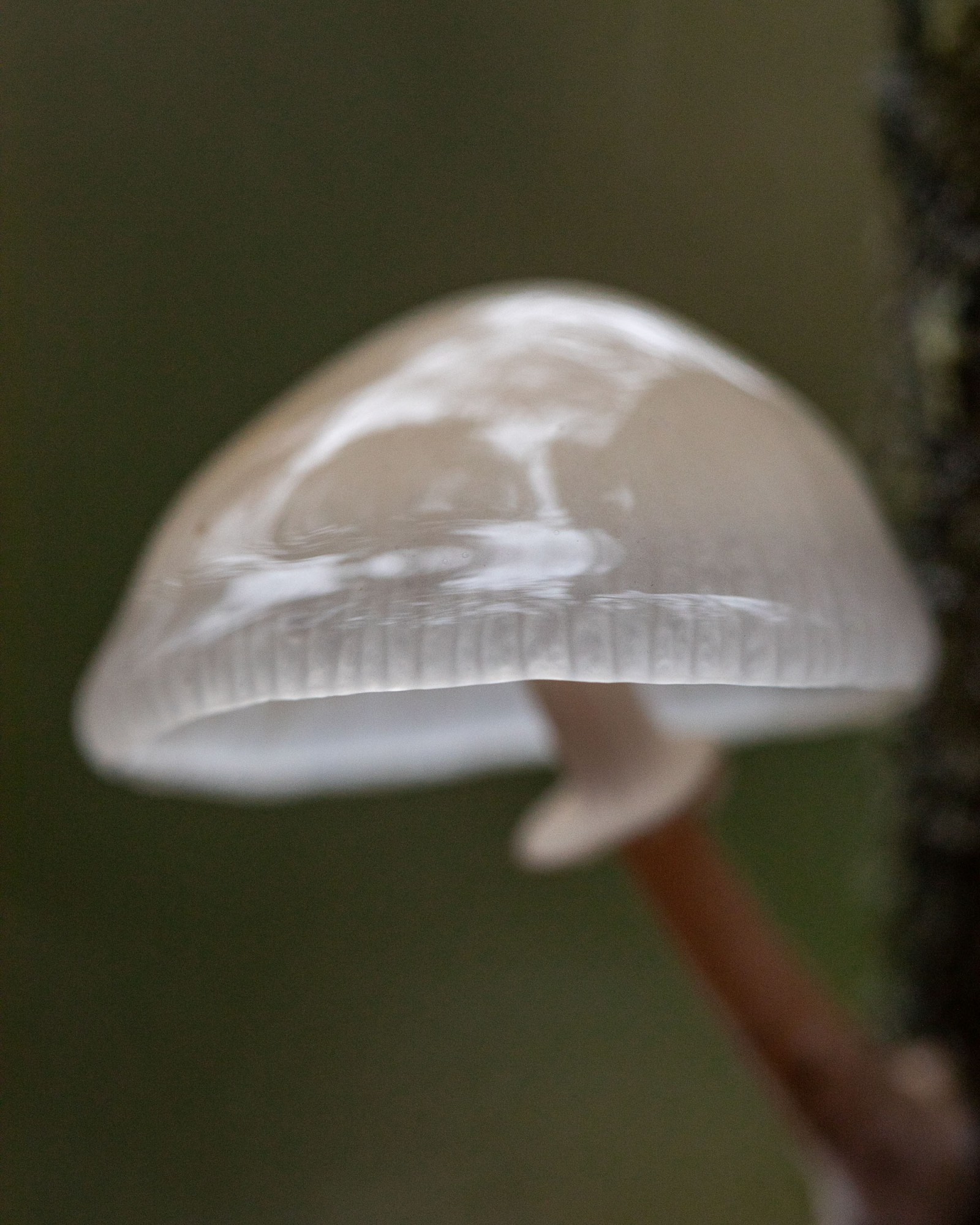 Mucidula mucida
