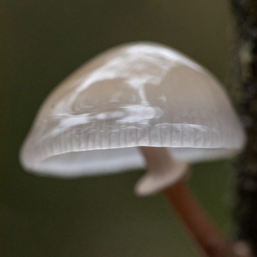 Mucidula mucida