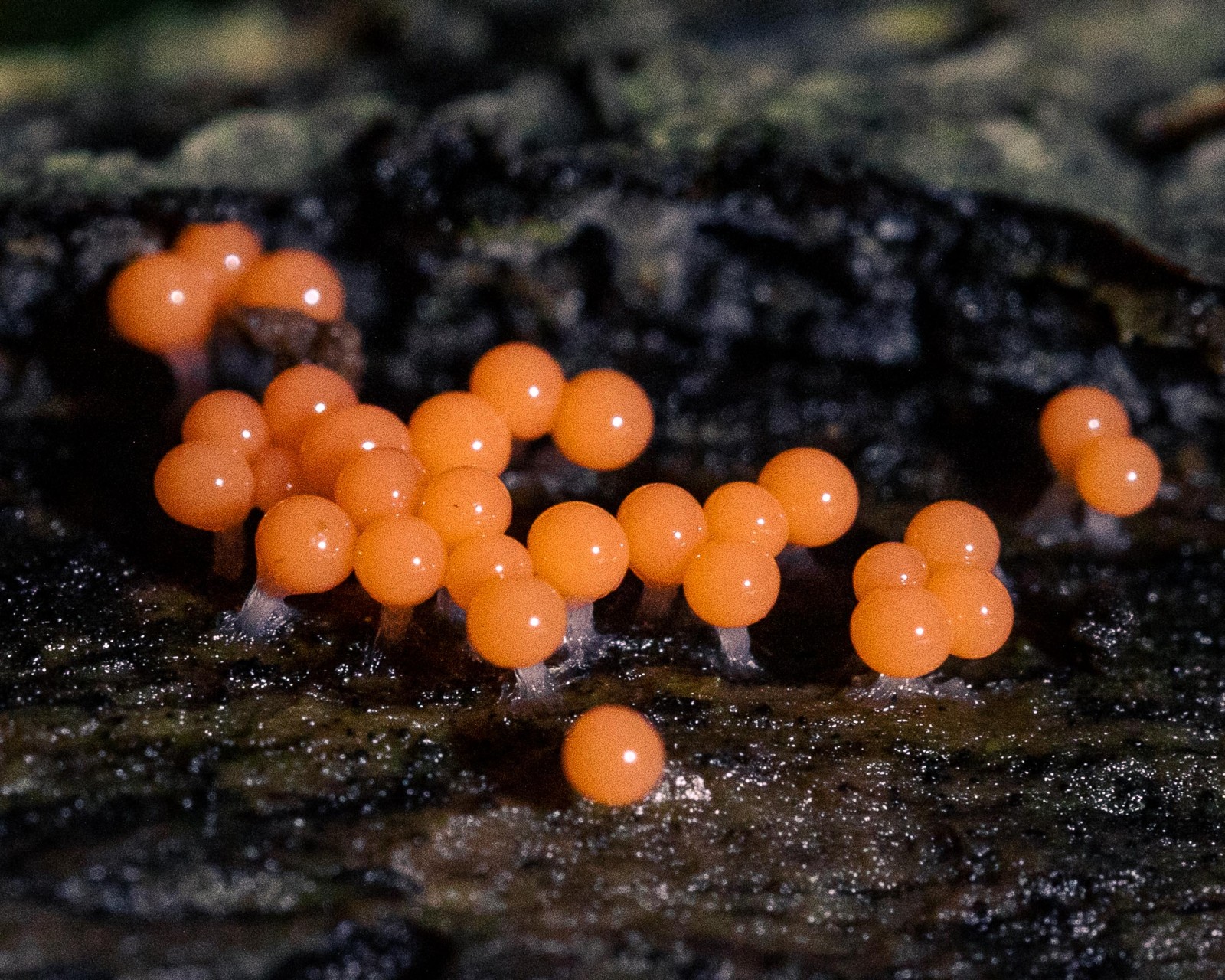 Trichia decipiens
