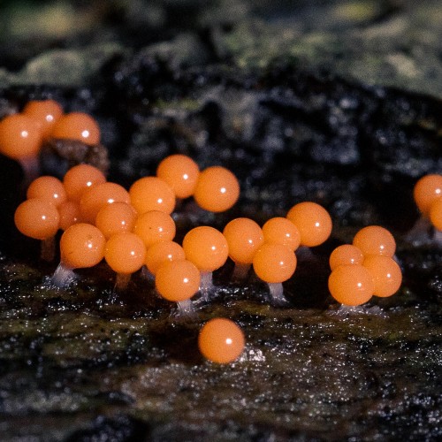 Trichia decipiens