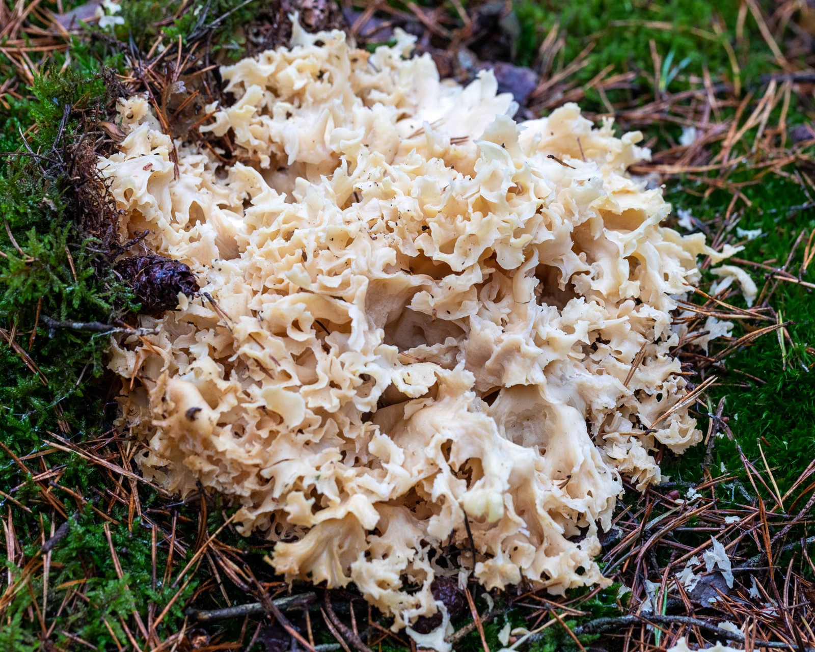 Sparassis crispa