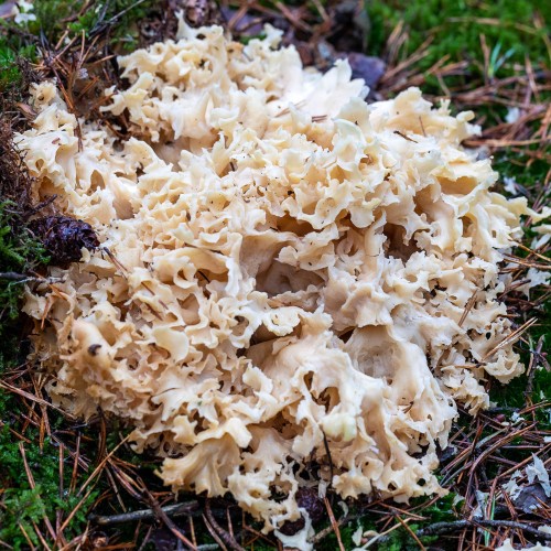 Sparassis crispa