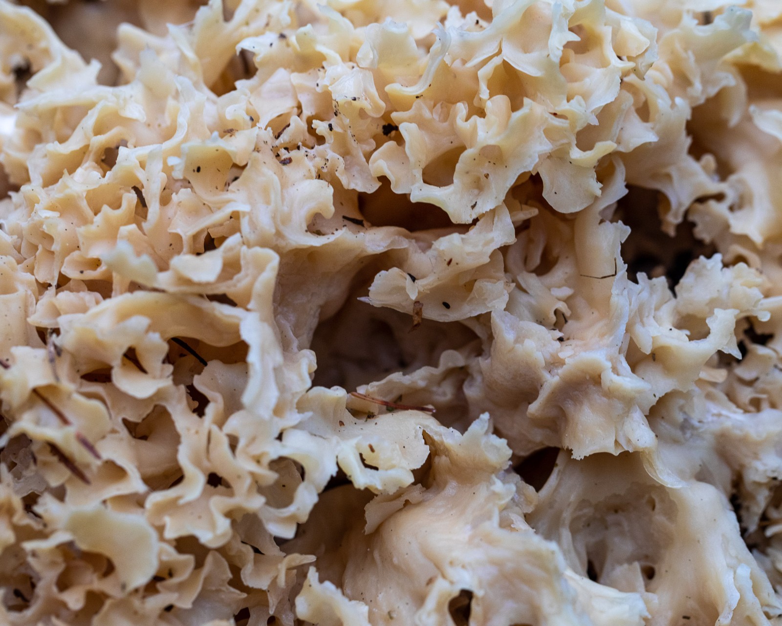 Sparassis crispa