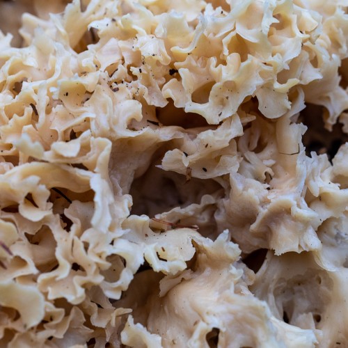 Sparassis crispa