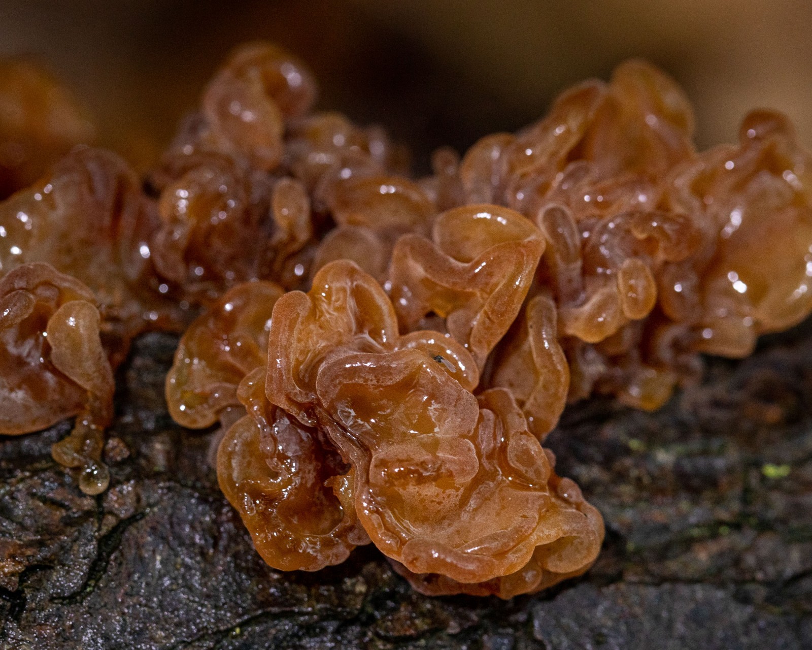 Tremella foliacea