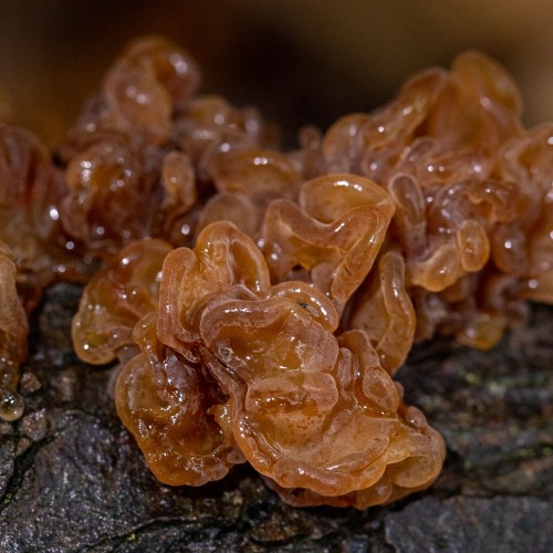 Tremella foliacea