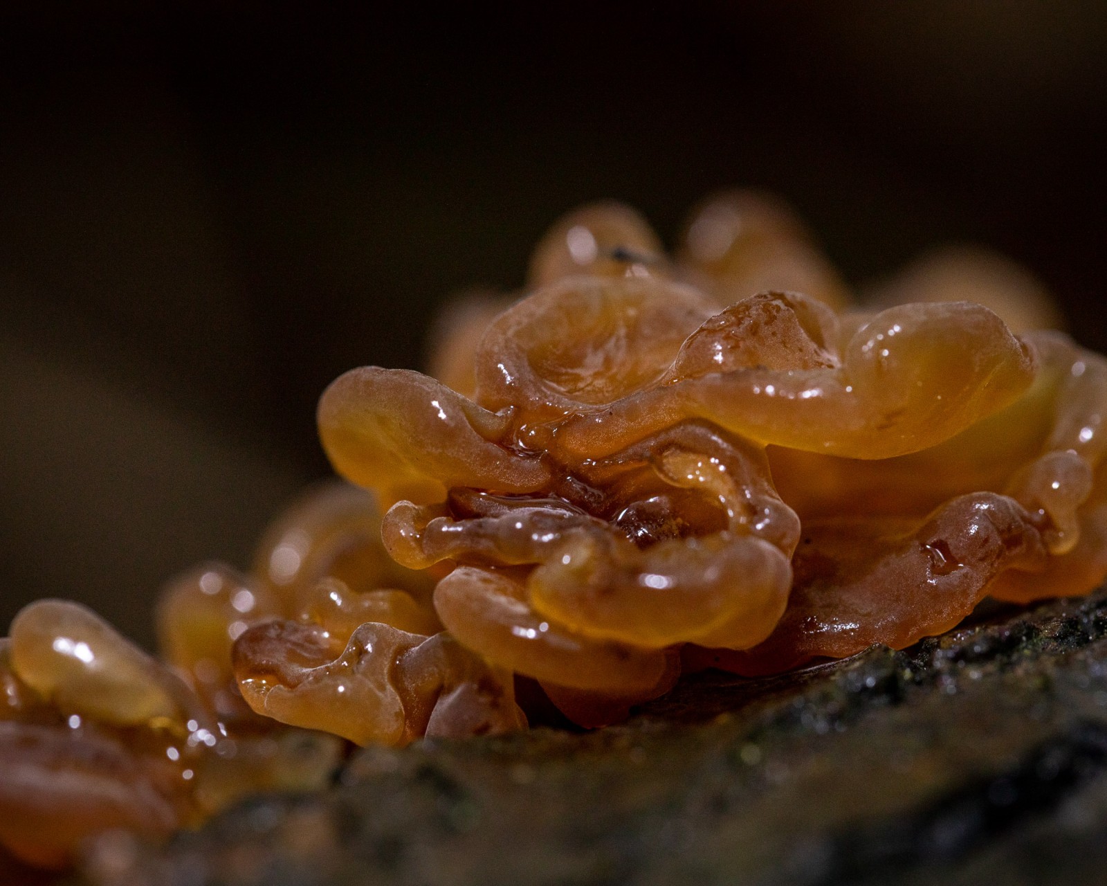 Tremella foliacea