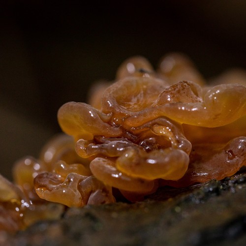 Tremella foliacea