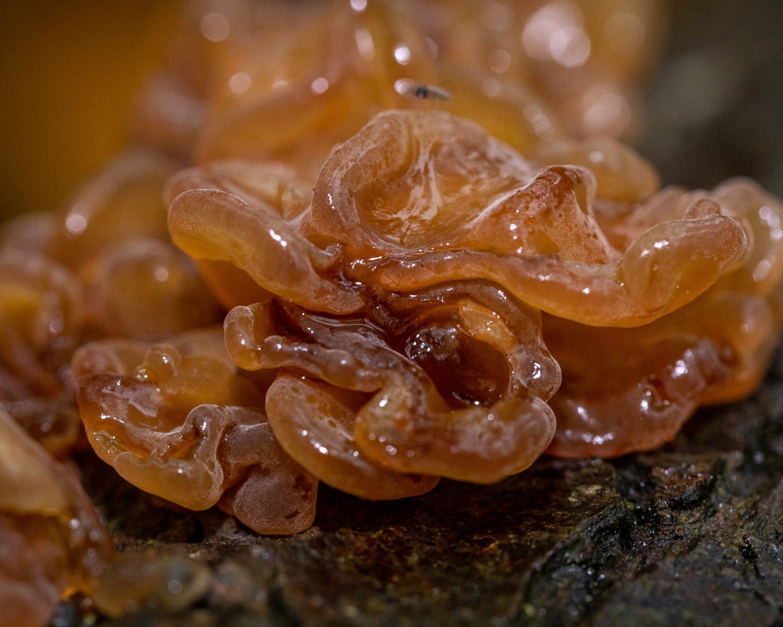 Tremella foliacea