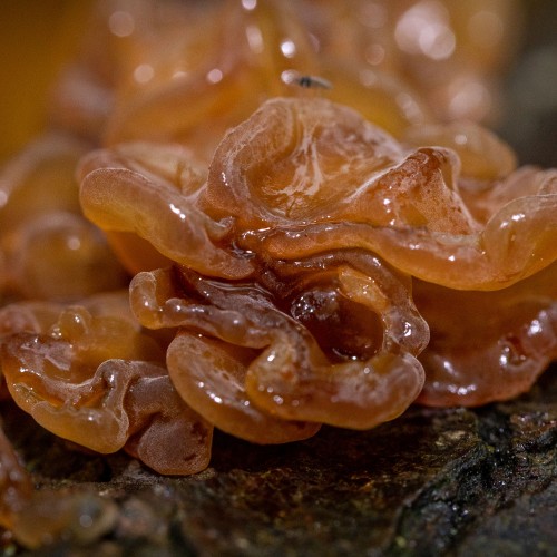 Tremella foliacea
