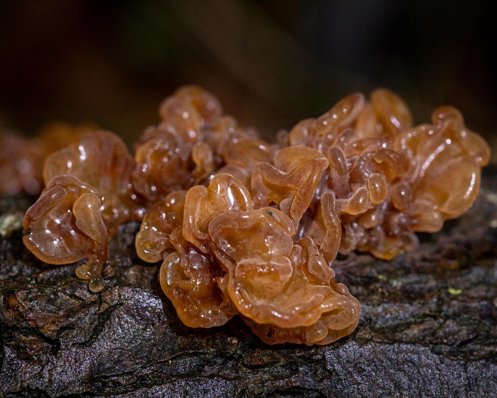 Tremella foliacea
