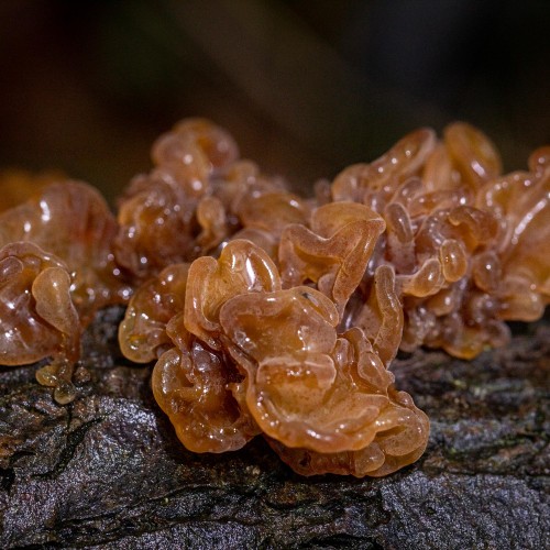 Tremella foliacea