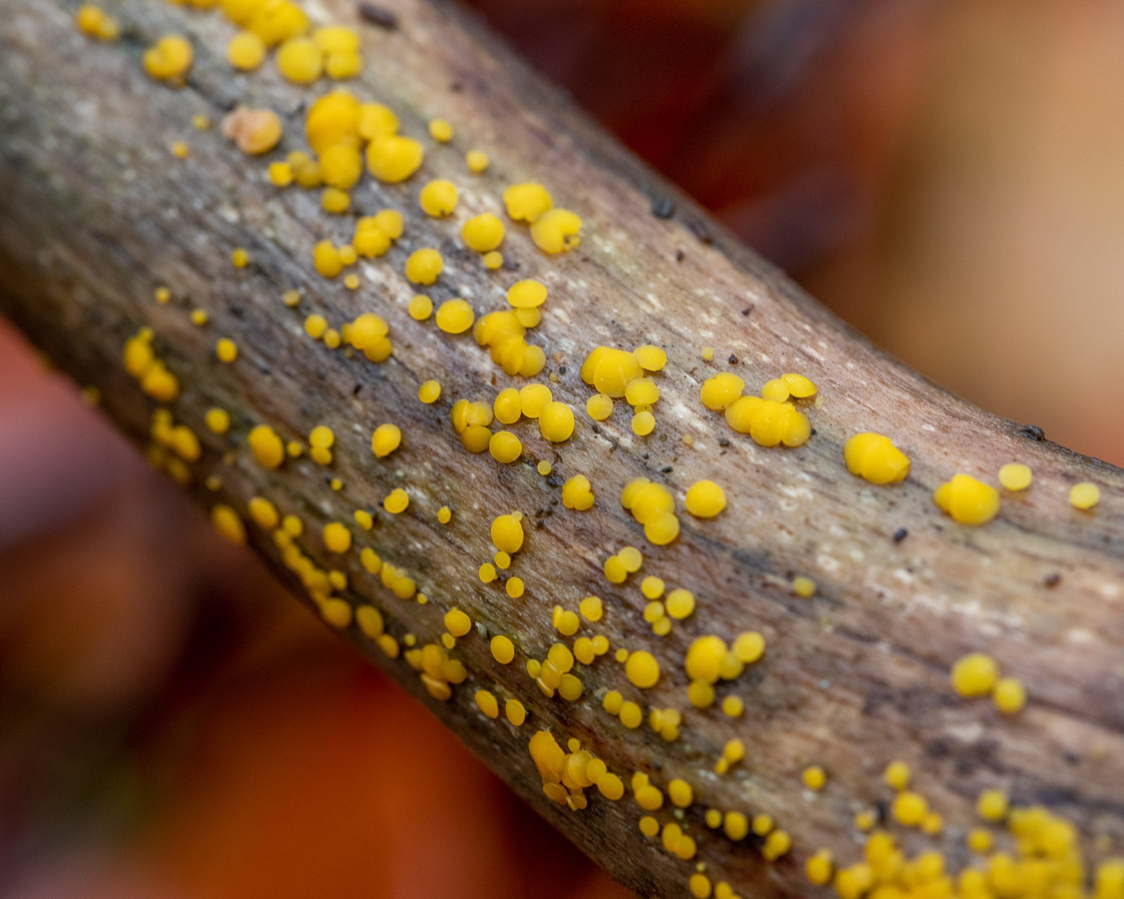 Bisporella citrina