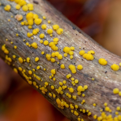 Bisporella citrina
