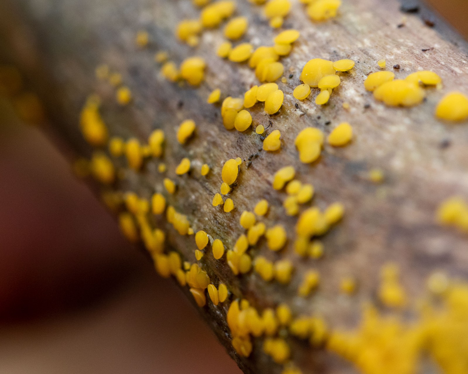 Bisporella citrina