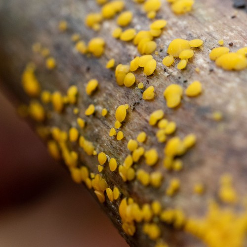 Bisporella citrina