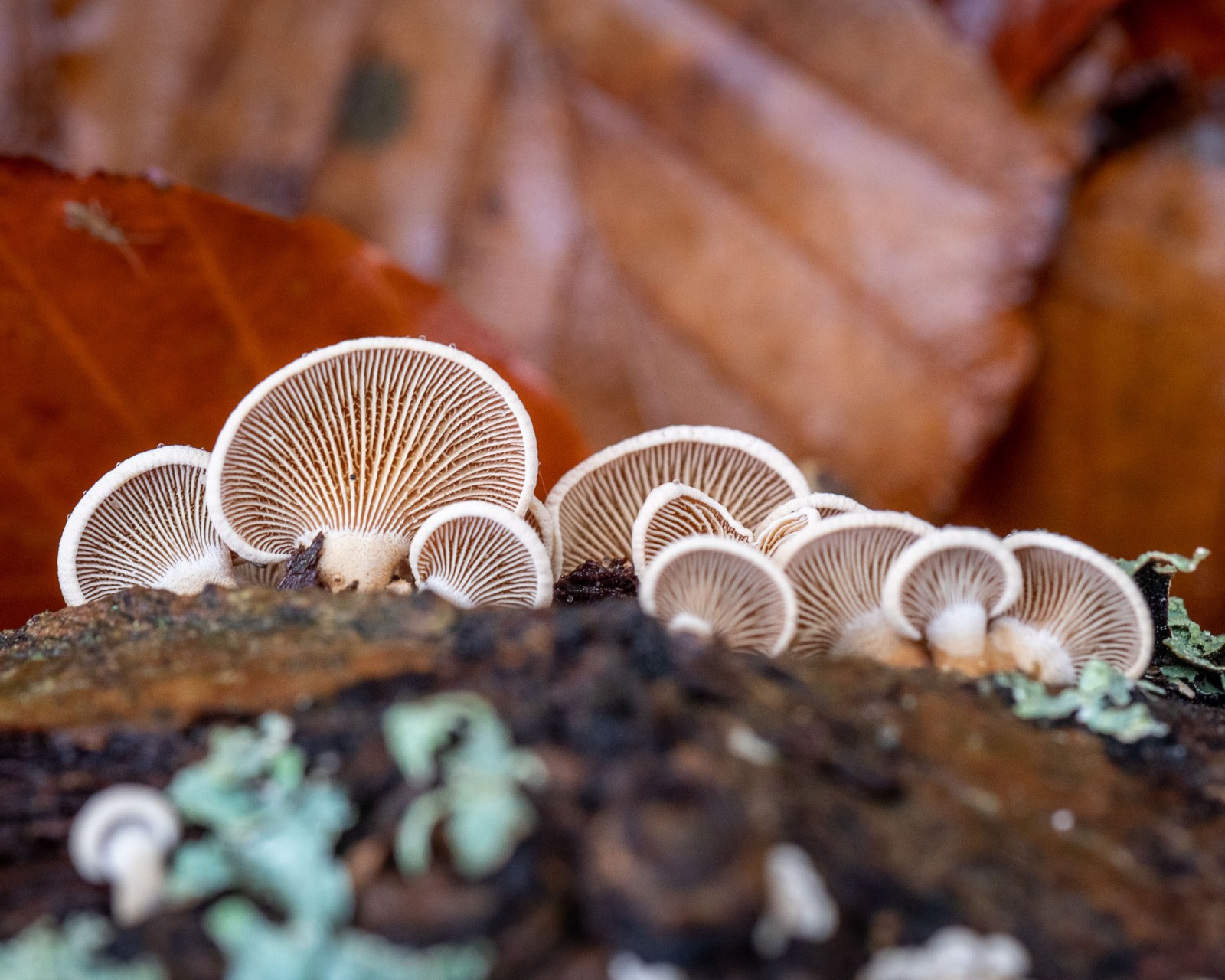 Panellus stipticus