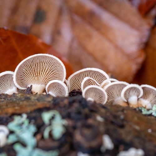 Panellus stipticus