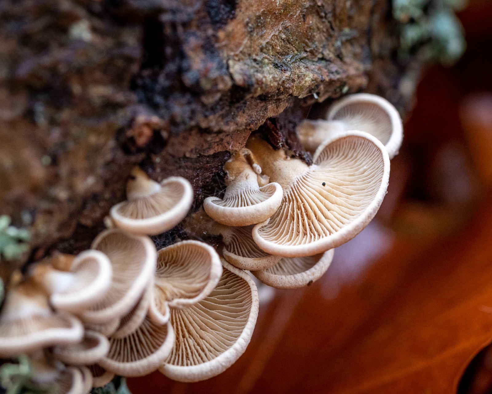 Panellus stipticus