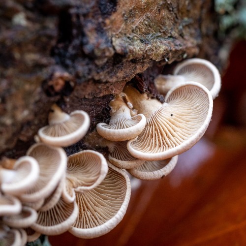 Panellus stipticus