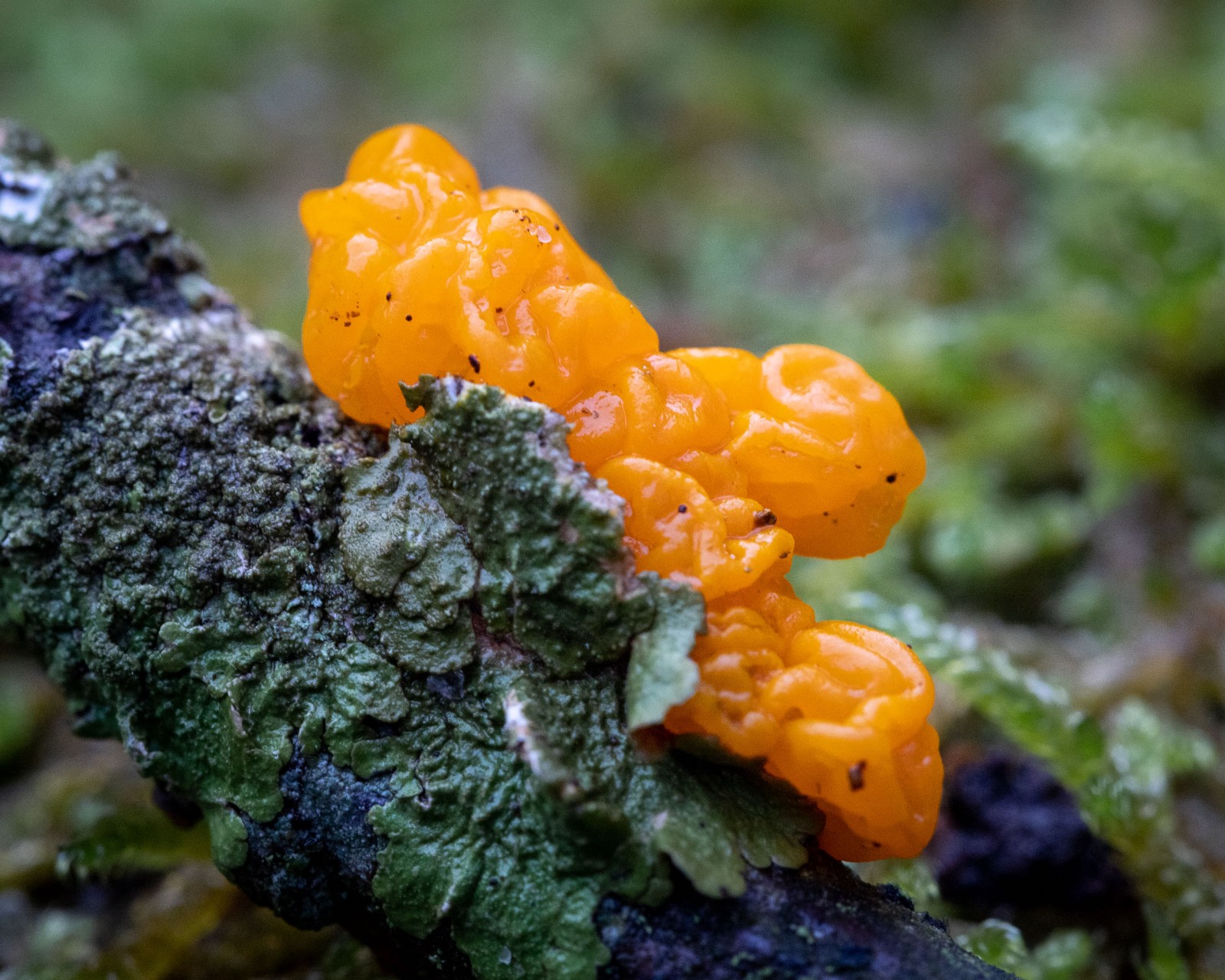 Tremella mesenterica
