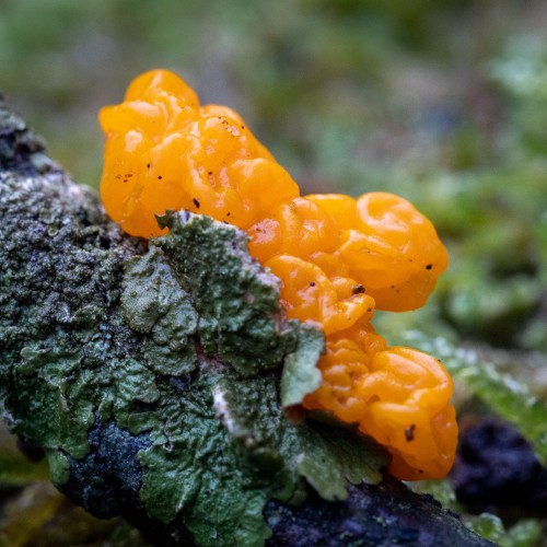 Tremella mesenterica