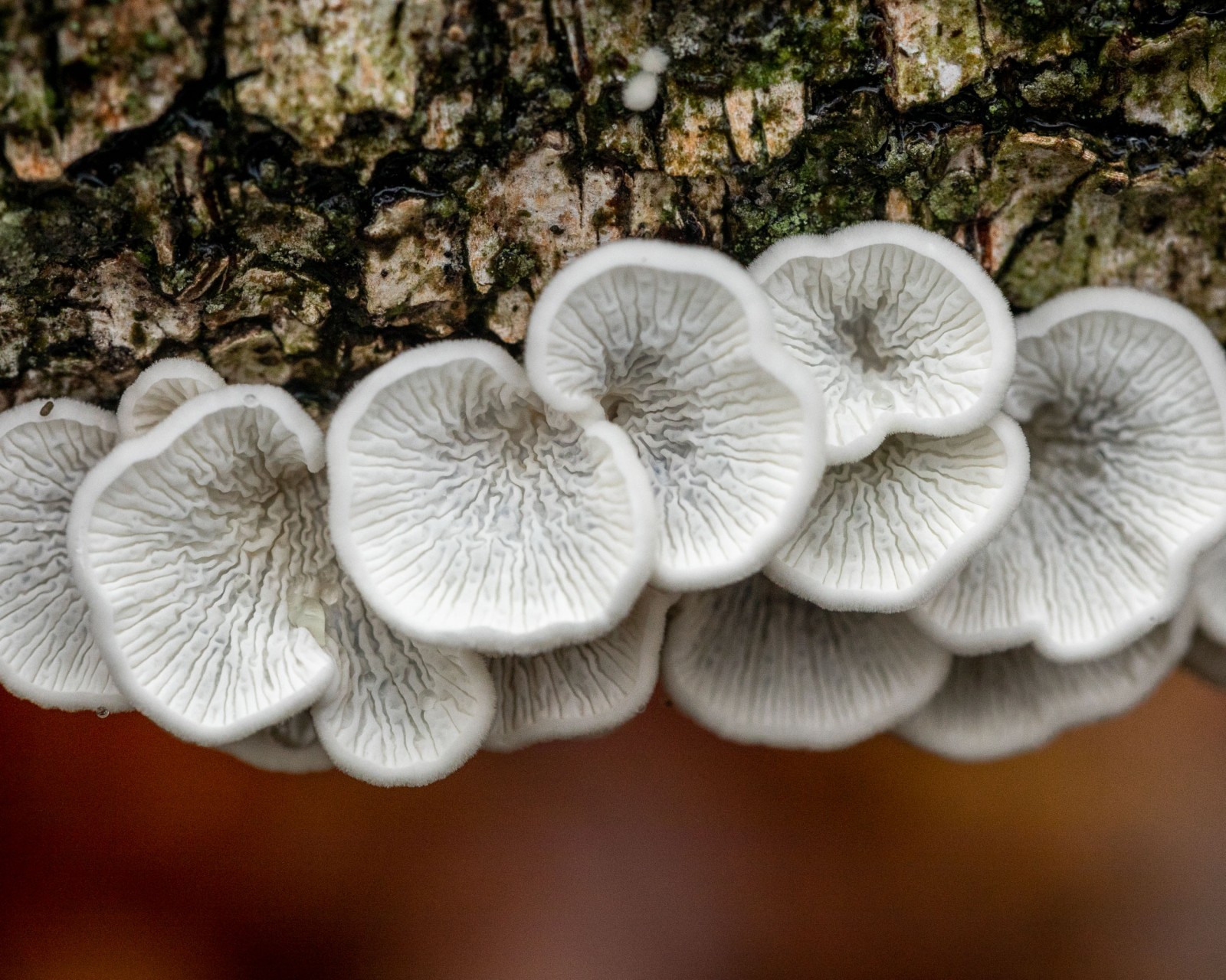 Plicaturopsis crispa