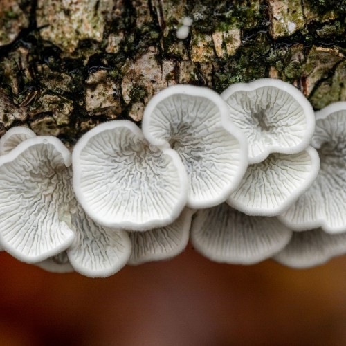 Plicaturopsis crispa