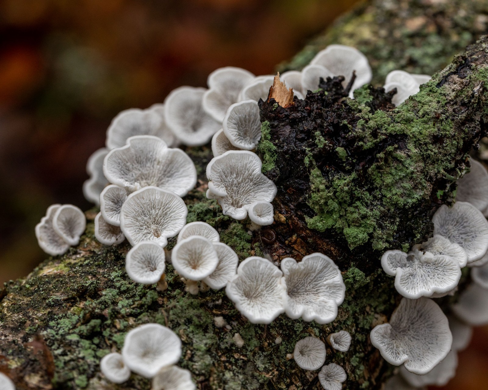 Plicaturopsis crispa