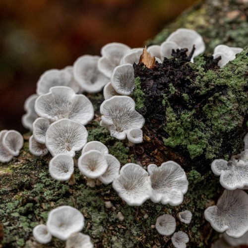 Plicaturopsis crispa