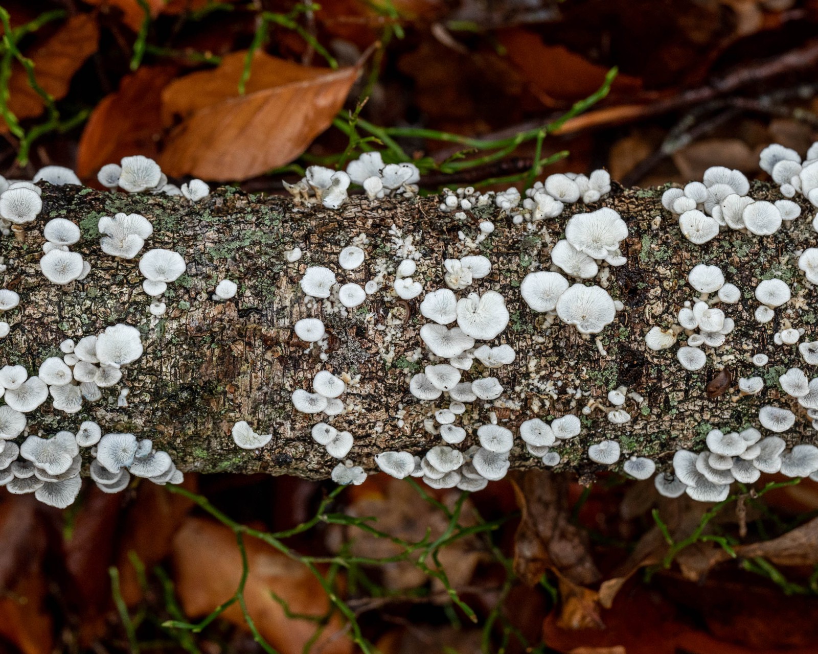 Plicaturopsis crispa