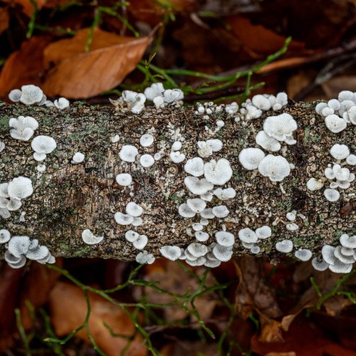 Plicaturopsis crispa