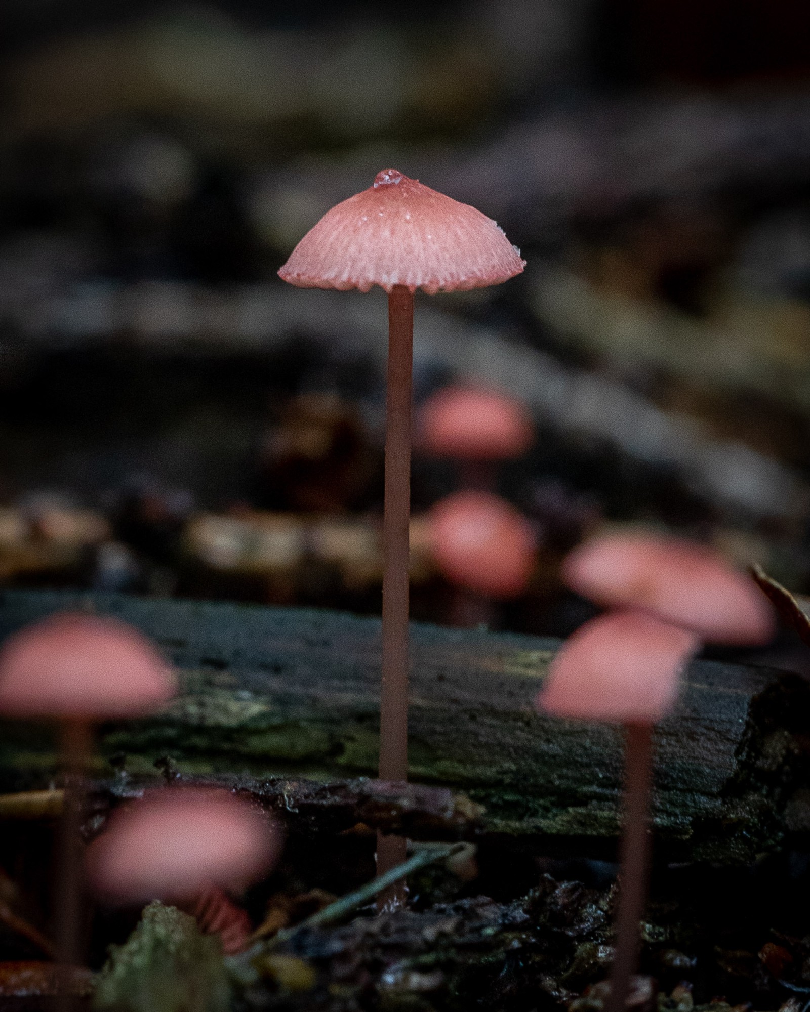 Mycena rosella