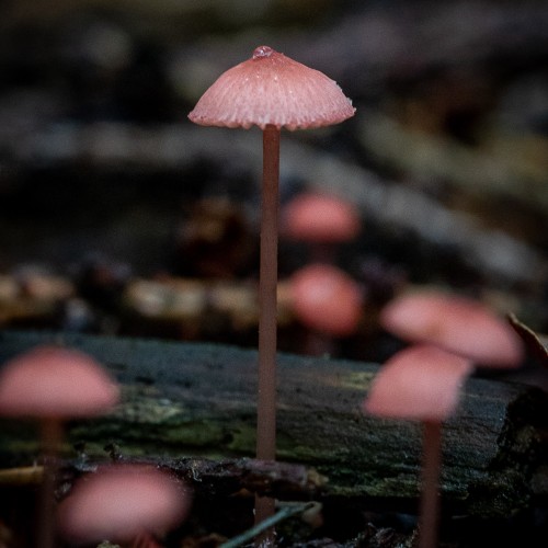 Mycena rosella