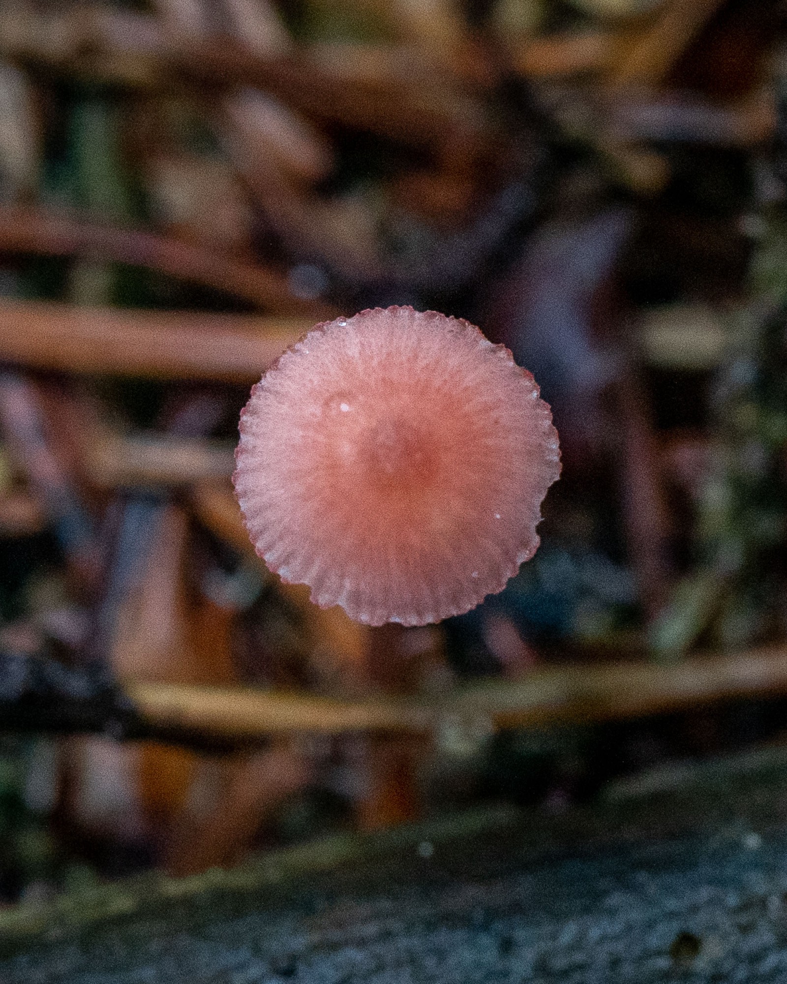 Mycena rosella