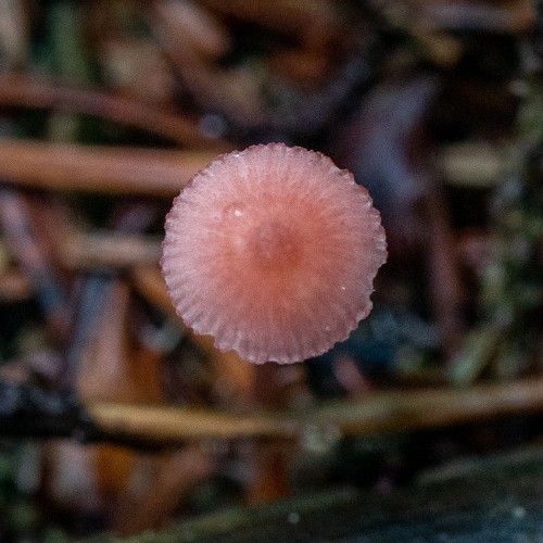 Mycena rosella