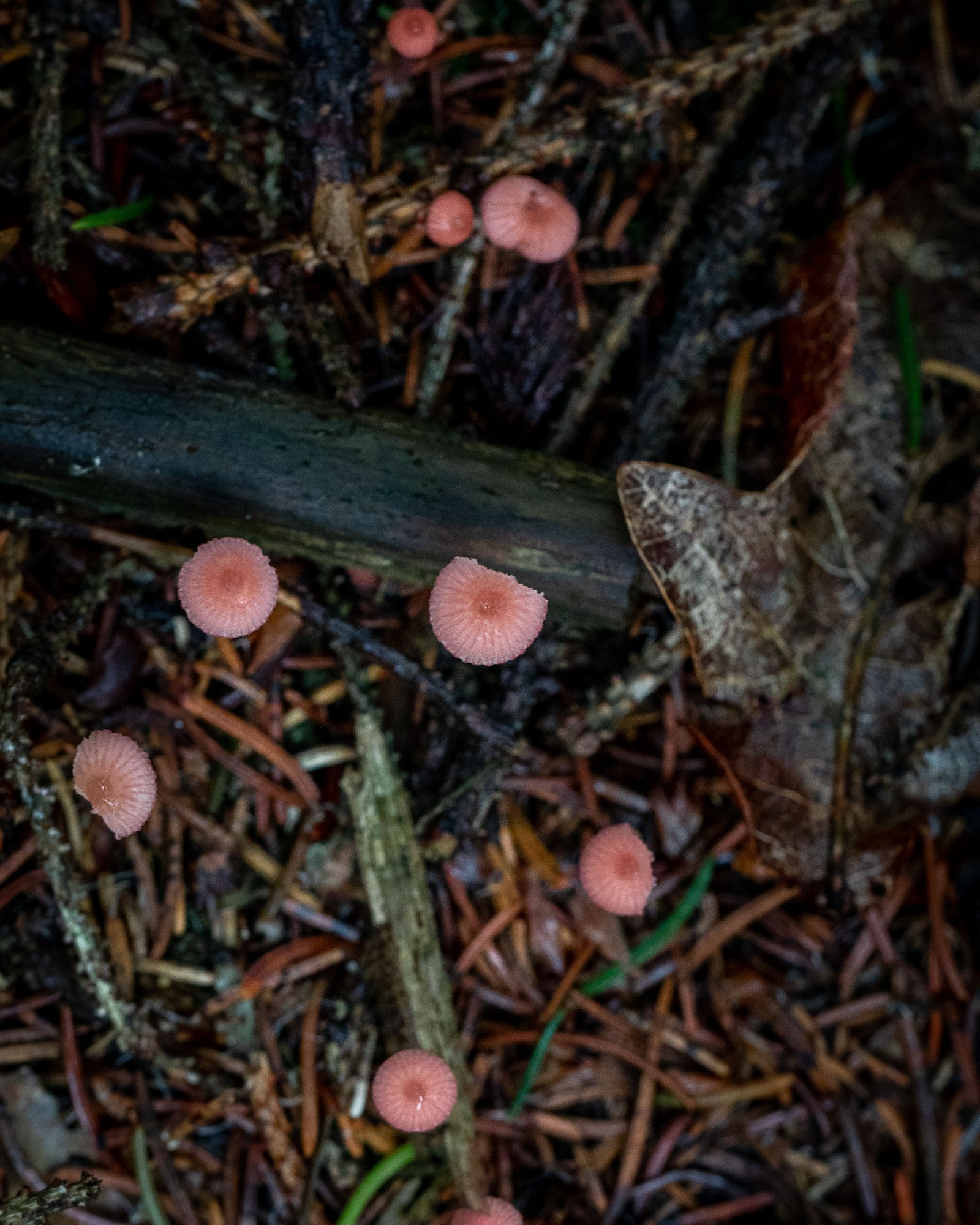 Mycena rosella