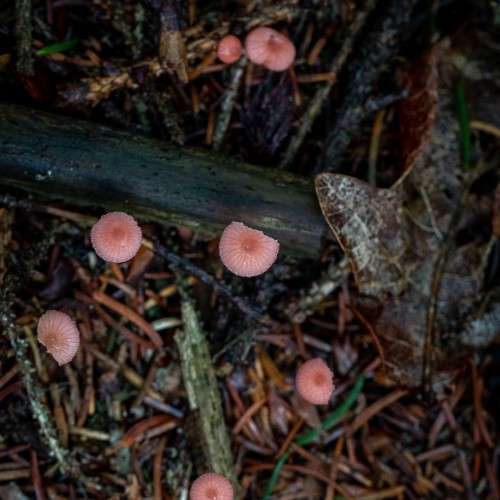 Mycena rosella