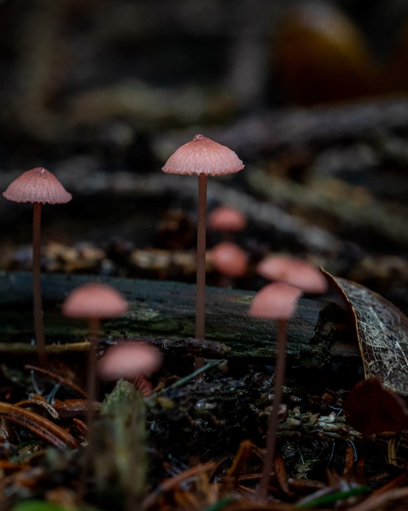 Mycena rosella