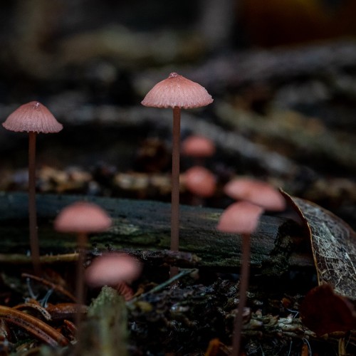 Mycena rosella