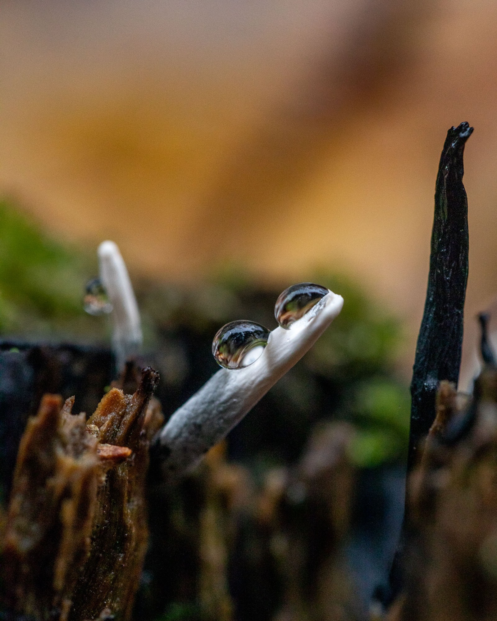 Xylaria hypoxylon