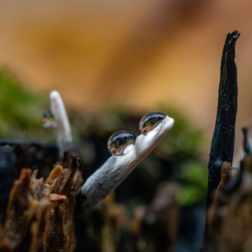 Xylaria hypoxylon