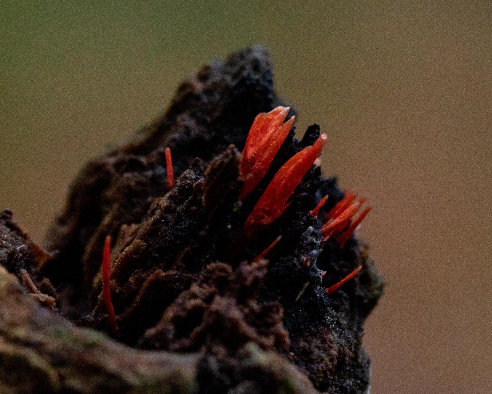 Anthina flammea