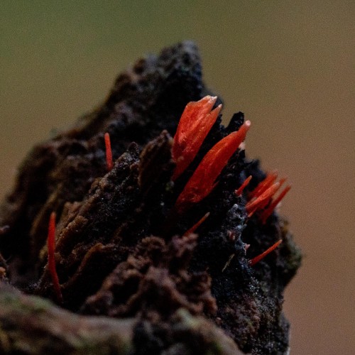 Anthina flammea